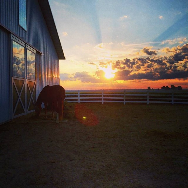 Horse and Barn Scene