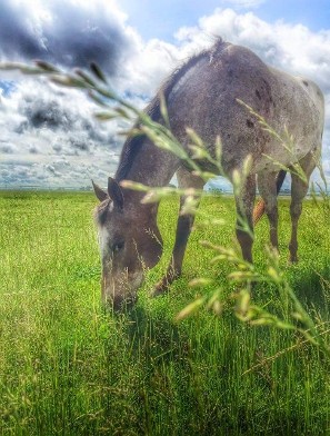 Horse in Grass